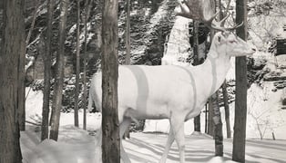 Untitled_140)2007_albino deer